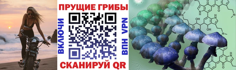 где можно купить наркотик Муравленко Псилоцибиновые грибы мицелий